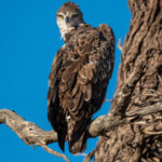 Environmental Photographer Africa