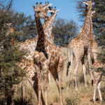 Environmental Photographer Africa