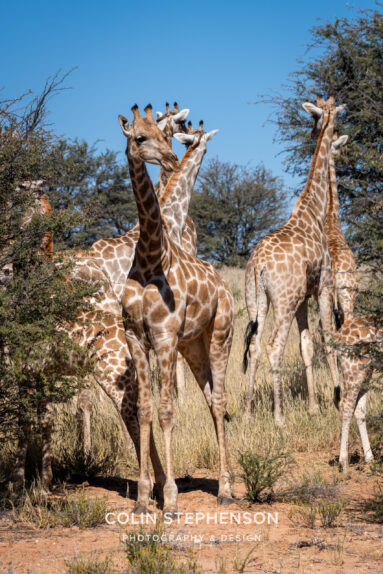 Environmental Photographer Africa