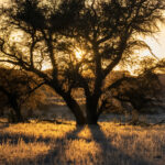 Environmental Photographer Africa