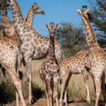 Environmental Photographer Africa