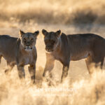 Environmental Photographer Africa