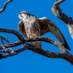 Environmental Photographer Africa
