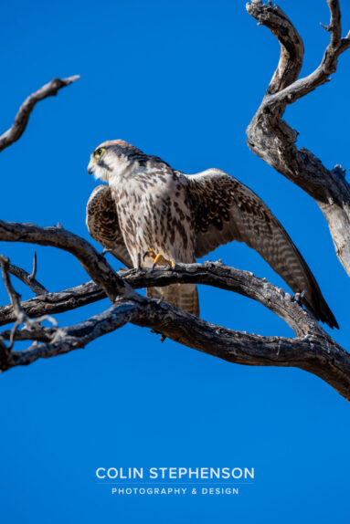 Environmental Photographer Africa