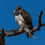Environmental Photographer Africa