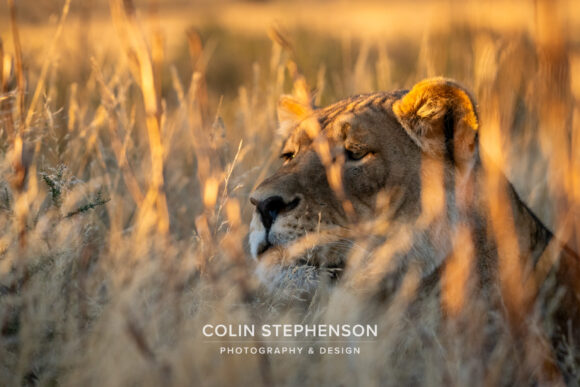 Environmental Photography - Capturing the Heart of Africa's Wilds