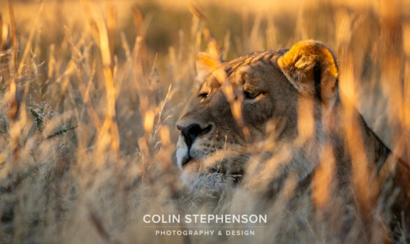 Environmental Photography - Capturing the Heart of Africa's Wilds