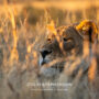 Environmental Photography - Capturing the Heart of Africa's Wilds