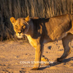 Environmental Photographer Africa