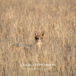 Environmental Photographer Africa