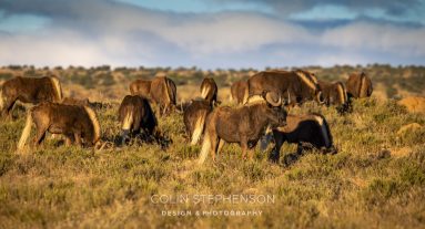 Environmental Photographer South Africa