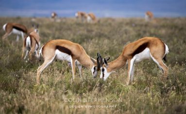 Environmental Photographer South Africa