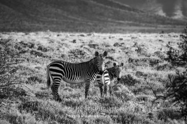 Environmental Photographer South Africa
